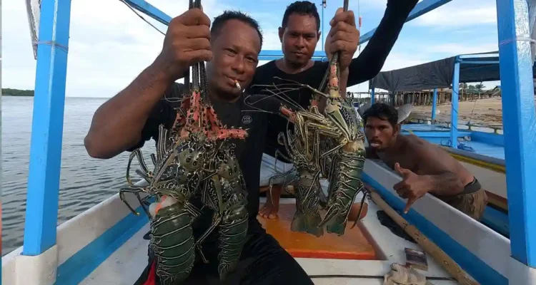 Tips Memancing Lobster: Seni Menyelam dan Menangkap Sang Raja Laut