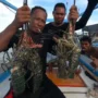 Tips Memancing Lobster: Seni Menyelam dan Menangkap Sang Raja Laut